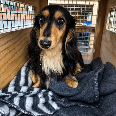 Close-up of a dachshund inside a wooden travel crate on a blanket — small-dog comfort and travel care