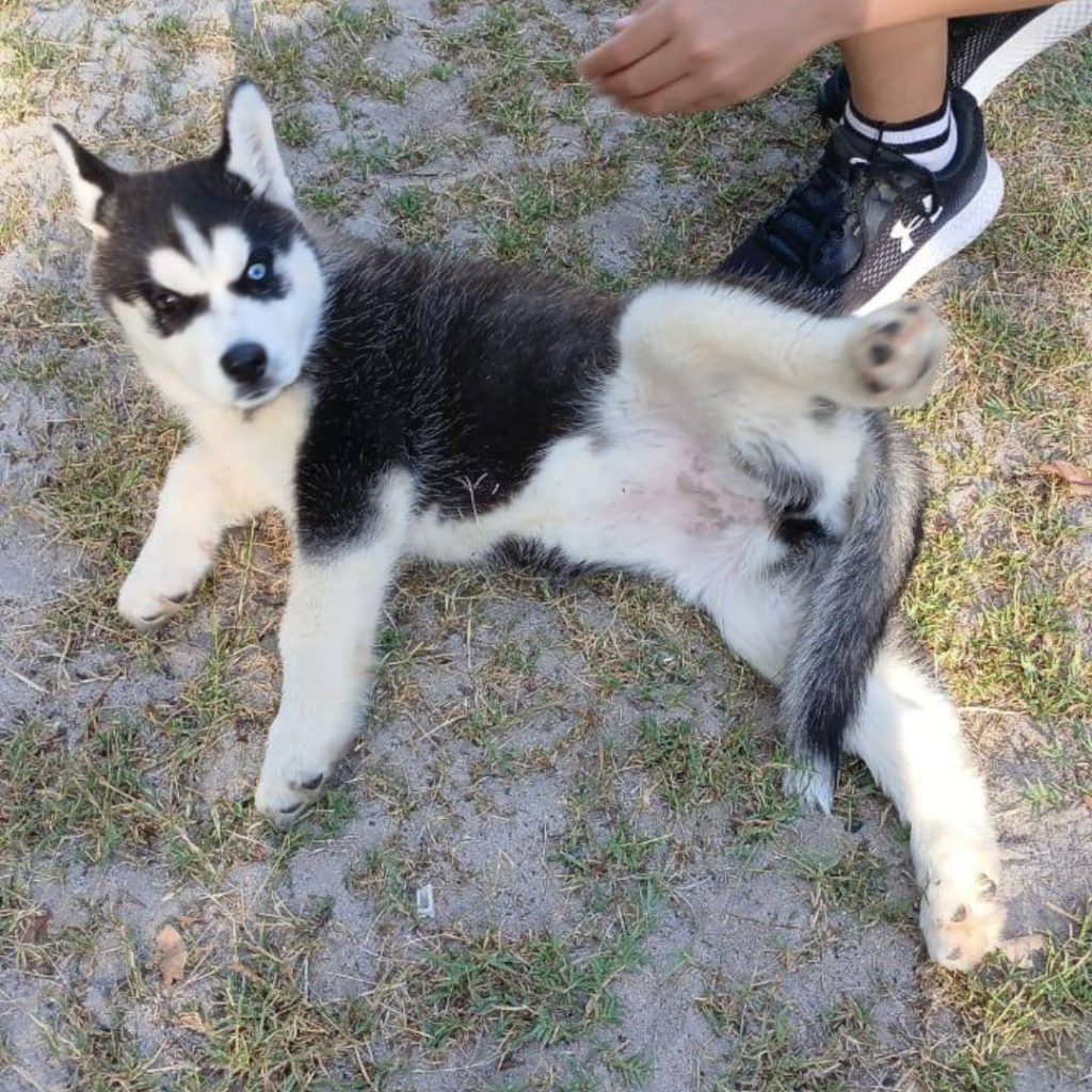 globallux-gallery (1)